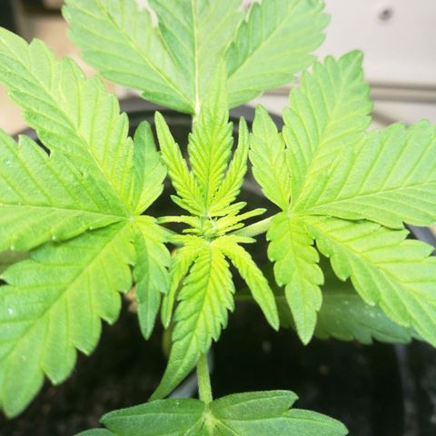 Green gelato automatic growlog timeline photo