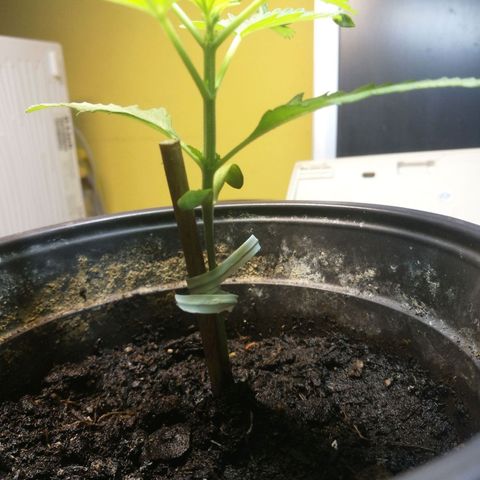 Green gelato automatic growlog timeline photo