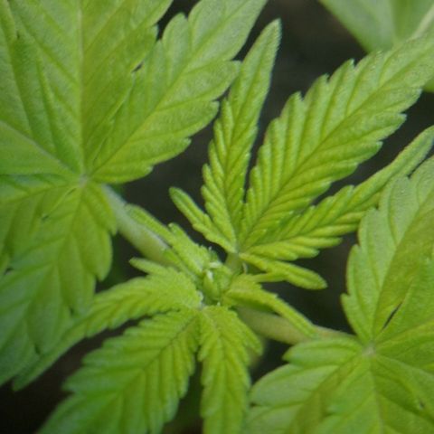 Green gelato automatic growlog timeline photo