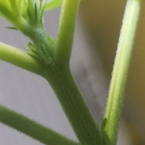 Green gelato automatic growlog timeline photo