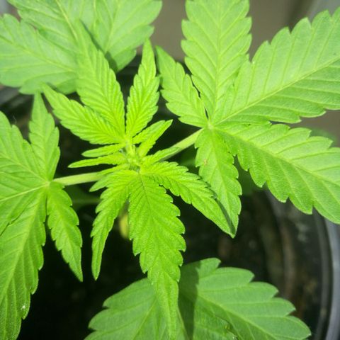 Green gelato automatic growlog timeline photo