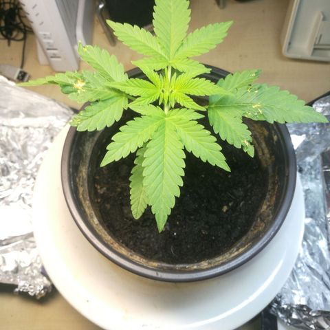 Green gelato automatic growlog timeline photo