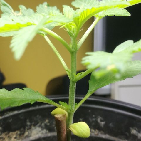 Green gelato automatic growlog timeline photo