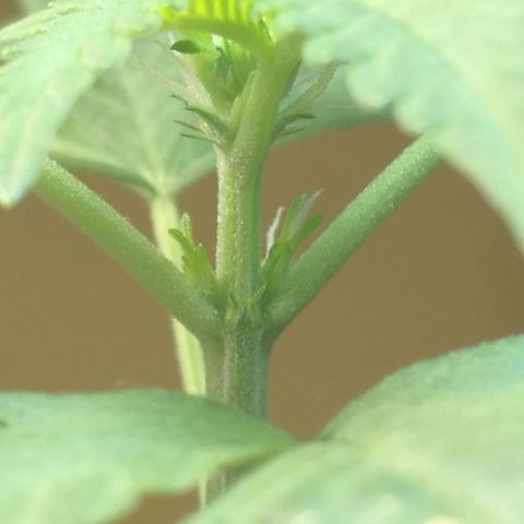 Green gelato automatic growlog timeline photo
