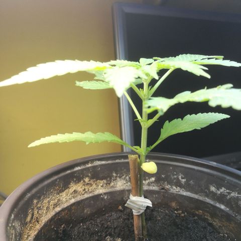 Green gelato automatic growlog timeline photo