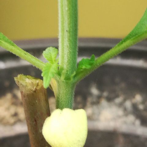Green gelato automatic growlog timeline photo