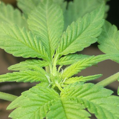 Green gelato automatic growlog timeline photo
