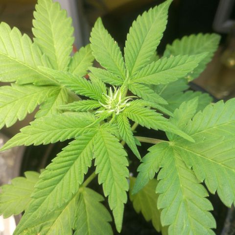 Green gelato automatic growlog timeline photo