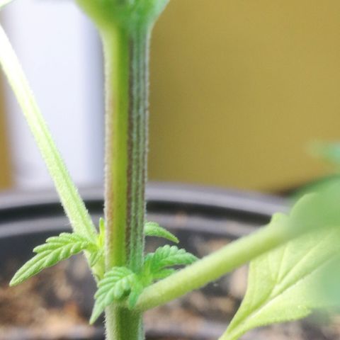 Green gelato automatic growlog timeline photo