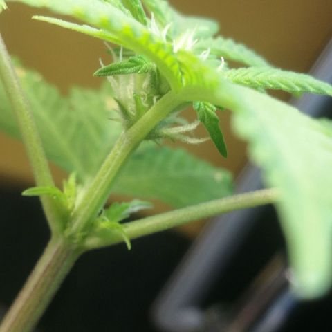 Green gelato automatic growlog timeline photo
