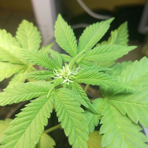 Green gelato automatic growlog timeline photo