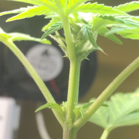 Green gelato automatic growlog timeline photo