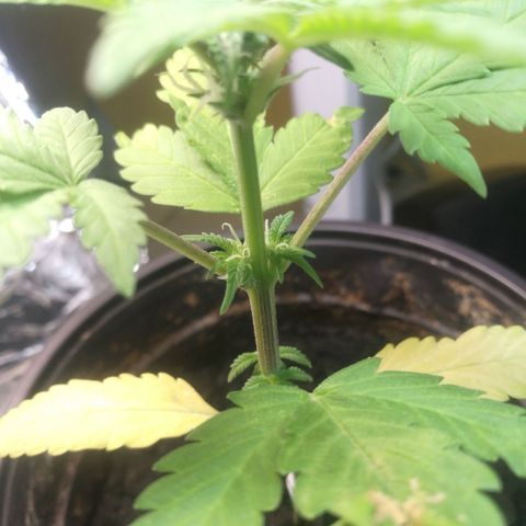 Green gelato automatic growlog timeline photo