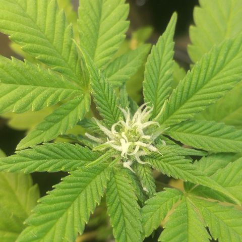 Green gelato automatic growlog timeline photo