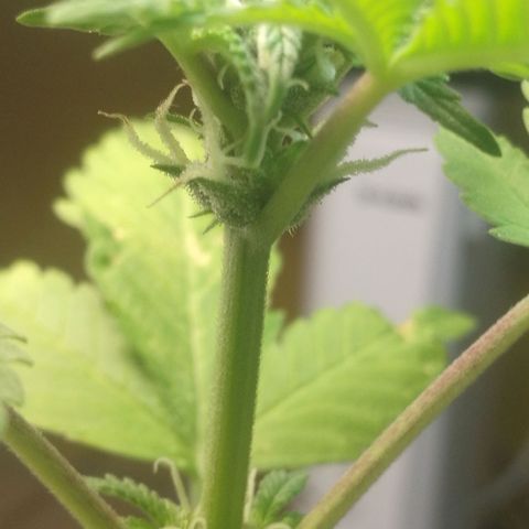 Green gelato automatic growlog timeline photo