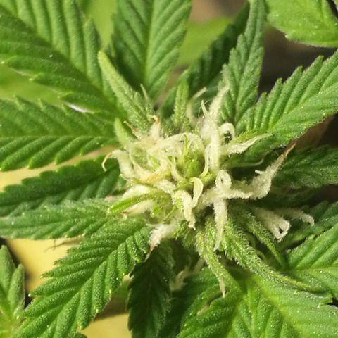 Green gelato automatic growlog timeline photo