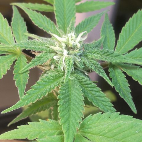 Green gelato automatic growlog timeline photo