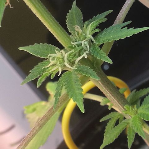 Green gelato automatic growlog timeline photo