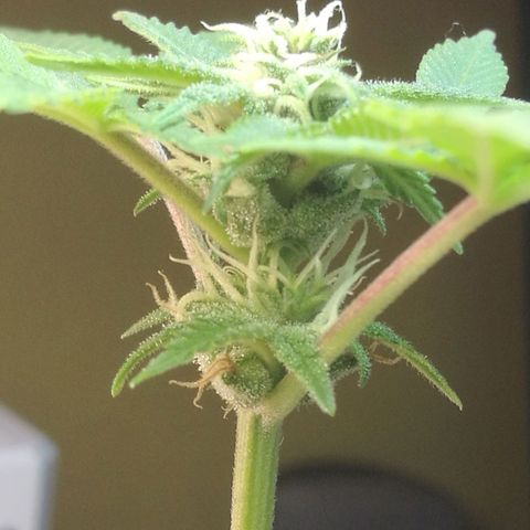 Green gelato automatic growlog timeline photo