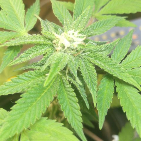 Green gelato automatic growlog timeline photo