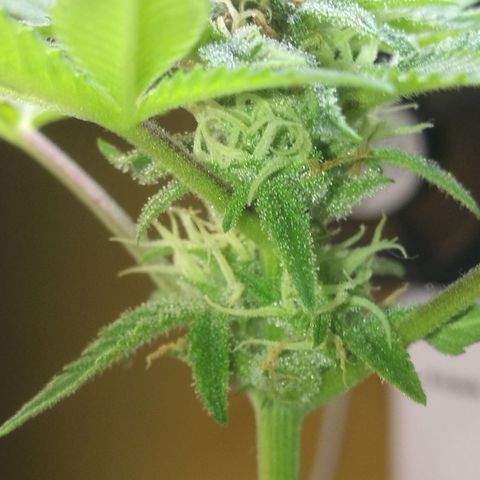 Green gelato automatic growlog timeline photo