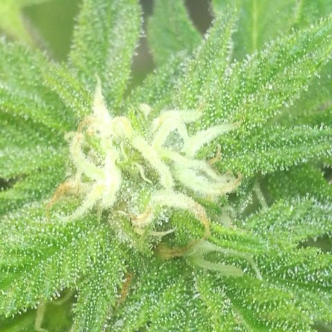 Green gelato automatic growlog timeline photo