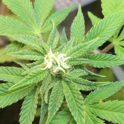 Green gelato automatic growlog timeline photo