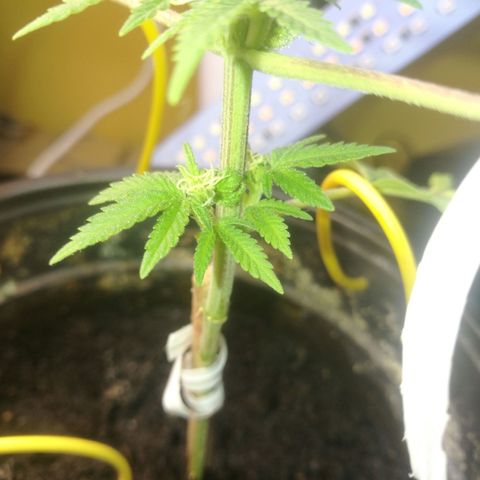 Green gelato automatic growlog timeline photo