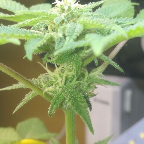 Green gelato automatic growlog timeline photo