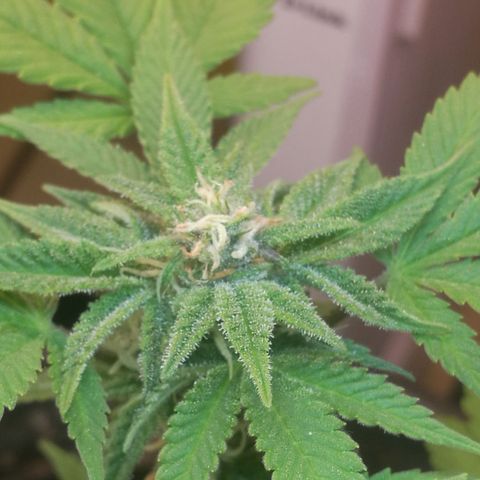 Green gelato automatic growlog timeline photo