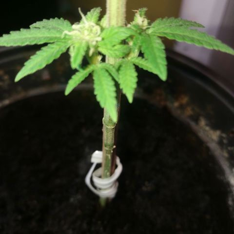 Green gelato automatic growlog timeline photo