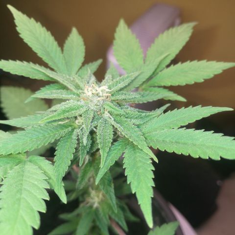 Green gelato automatic growlog timeline photo