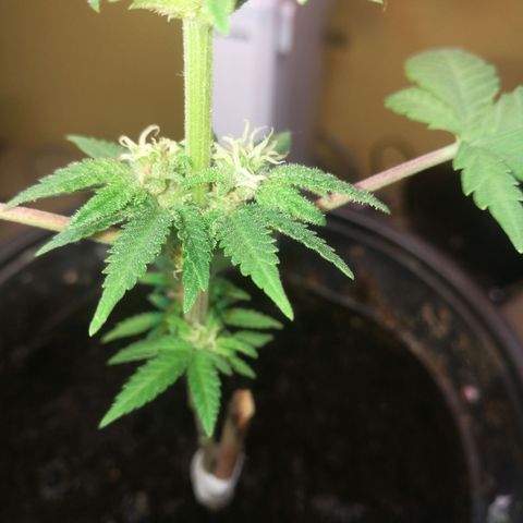 Green gelato automatic growlog timeline photo