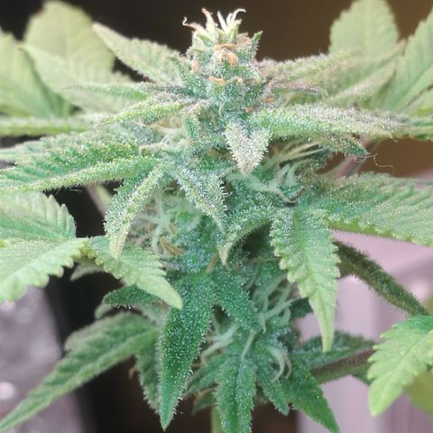 Green gelato automatic growlog timeline photo