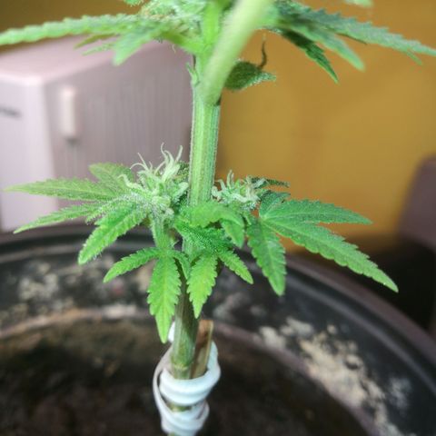 Green gelato automatic growlog timeline photo
