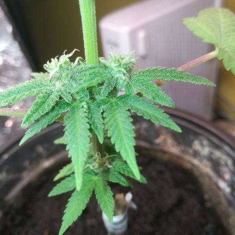 Green gelato automatic growlog timeline photo