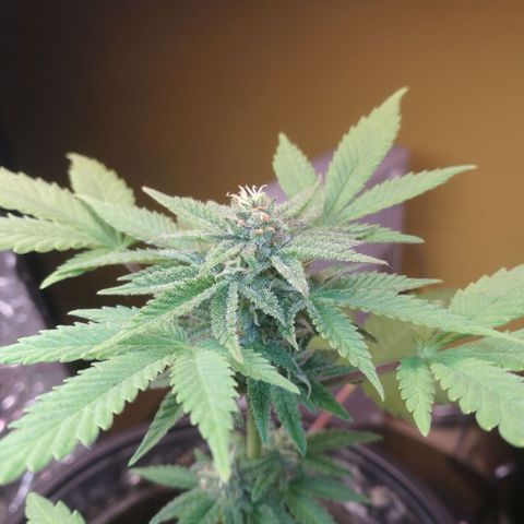 Green gelato automatic growlog timeline photo