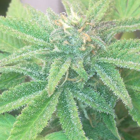 Green gelato automatic growlog timeline photo