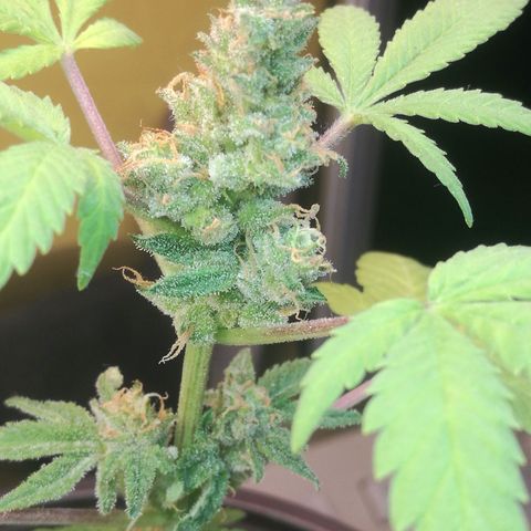 Green gelato automatic growlog timeline photo