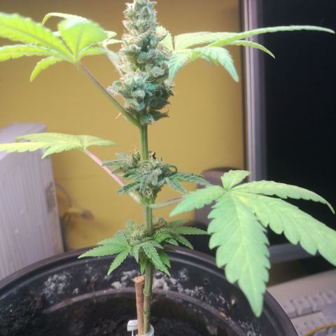 Green gelato automatic growlog timeline photo
