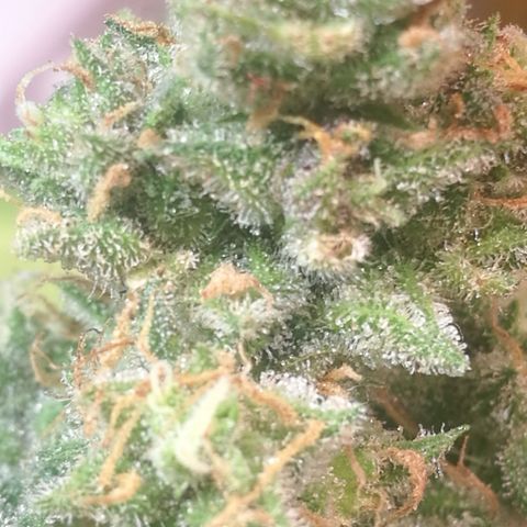 Green gelato automatic growlog timeline photo