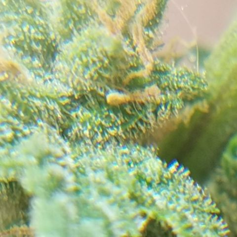Green gelato automatic growlog timeline photo