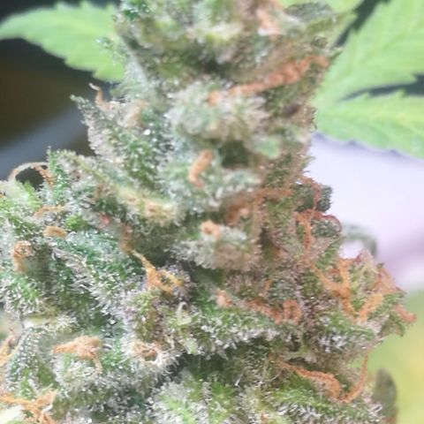 Green gelato automatic growlog timeline photo