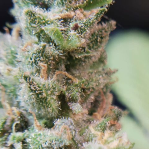 Green gelato automatic growlog timeline photo