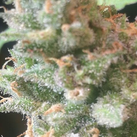 Green gelato automatic growlog timeline photo