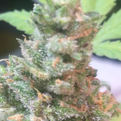 Green gelato automatic growlog timeline photo