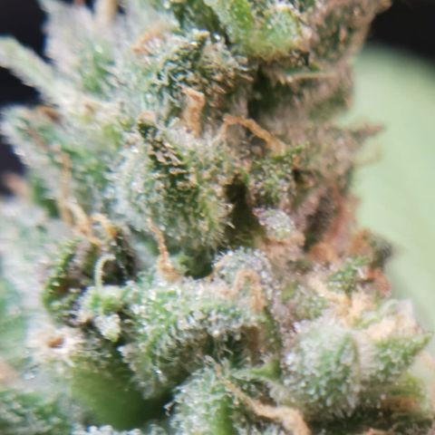 Green gelato automatic growlog timeline photo