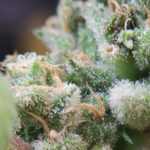 Green gelato automatic growlog timeline photo