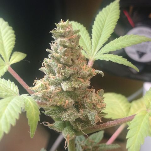 Green gelato automatic growlog timeline photo