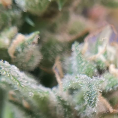 Green gelato automatic growlog timeline photo